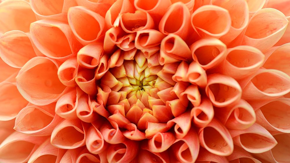 Orange dahlia desktop wallpaper, flower high definition background