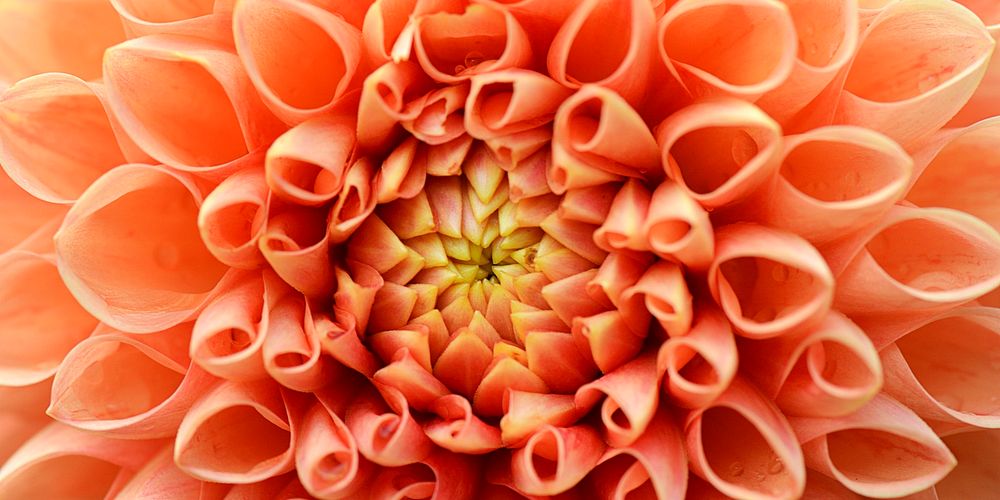 Orange dahlia flower, Facebook cover design for social media