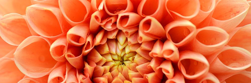 Orange dahlia texture, twitter header background, social media design