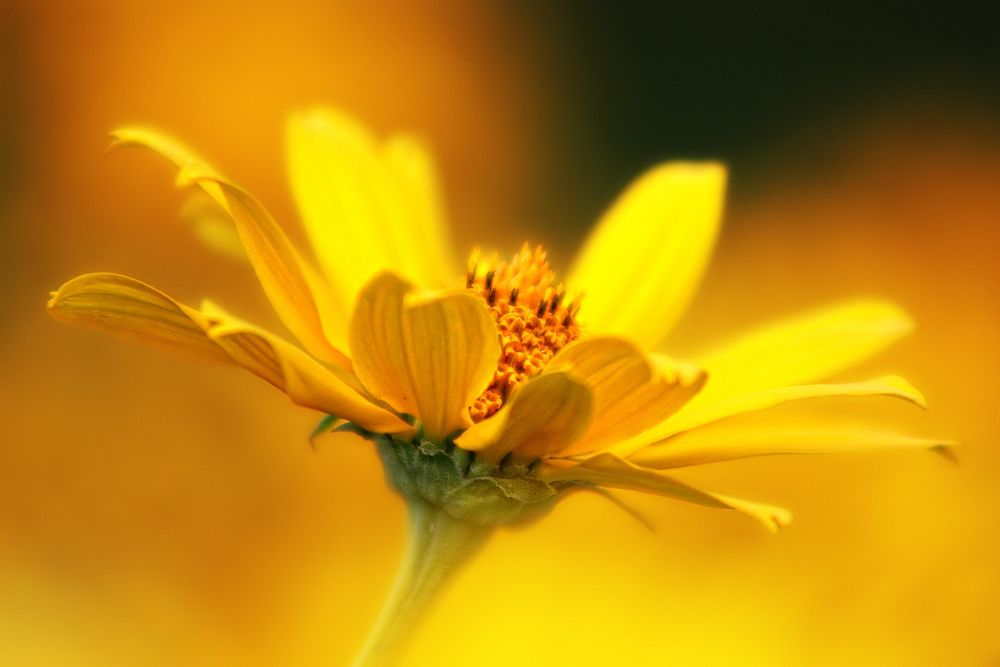 Yellow flower background. Free public domain CC0 photo.