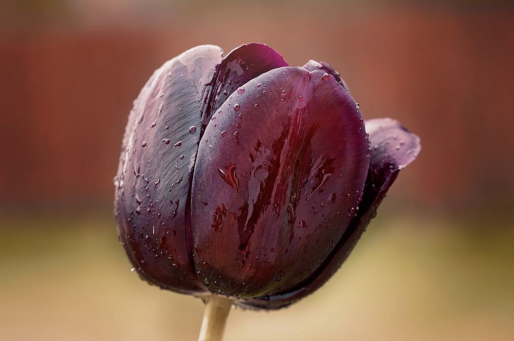 Purple tulip background. Free public domain CC0 photo.