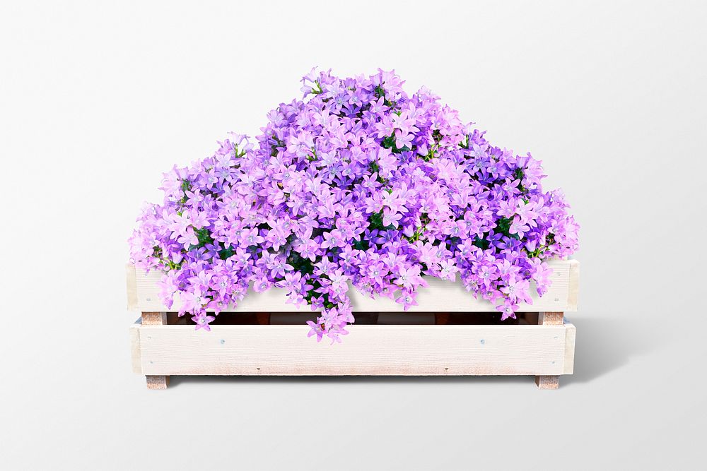 Purple flower bush isolated on white, nature design