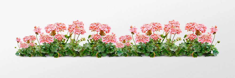 Pink flower bush collage element, nature design psd