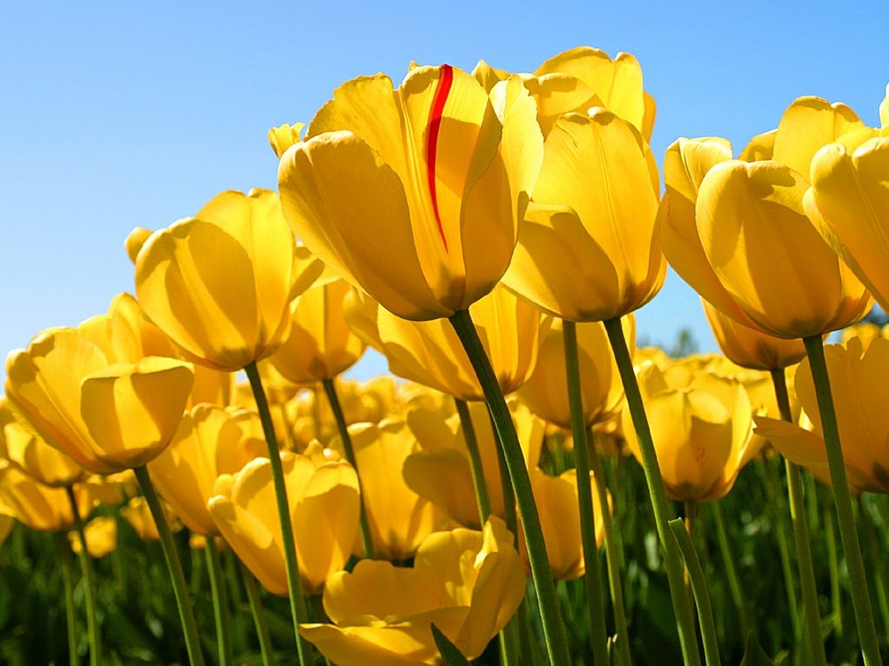 Yellow tulip. Free public domain CC0 image.