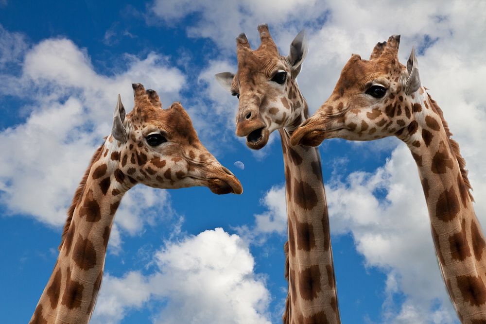 Giraffe tower, animal family. Free public domain CC0 photo.