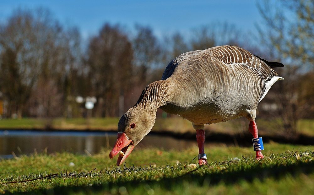 Greylag goose close up. Free public domain CC0 photo.