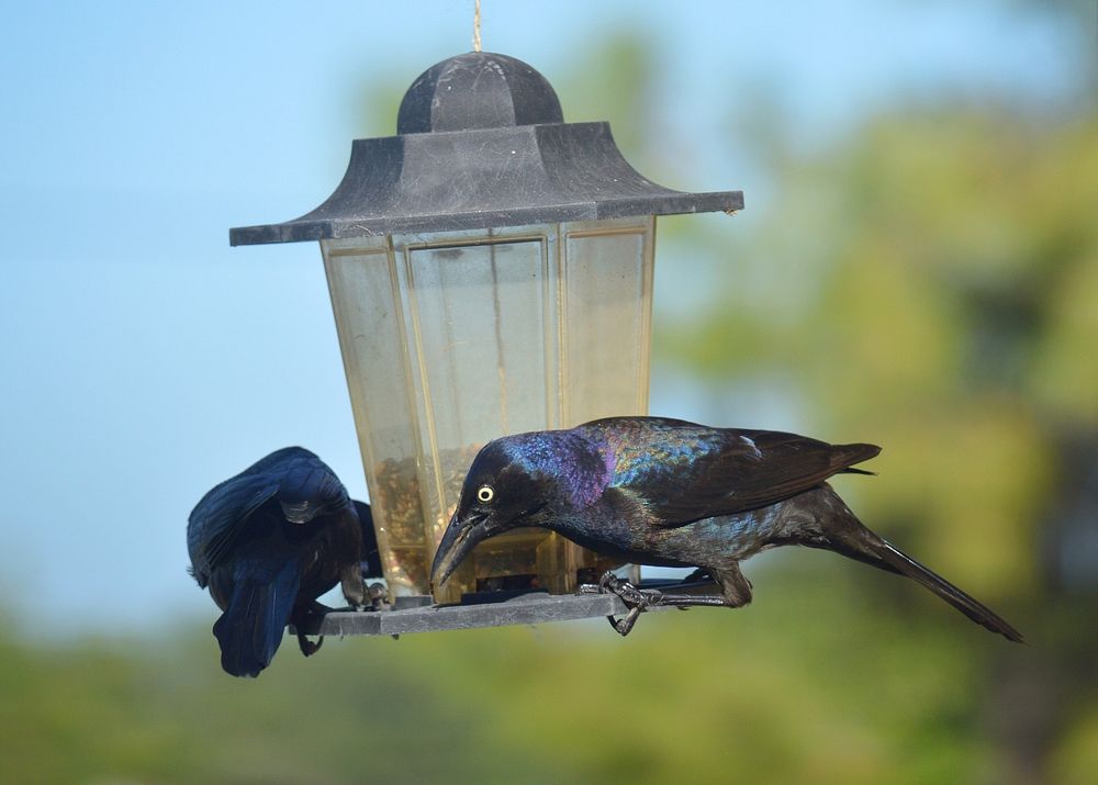 Birds eating from feeder, animal photography. Free public domain CC0 image.