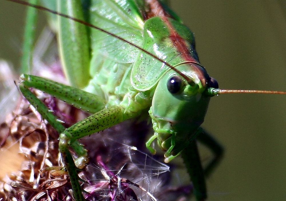 Grasshopper photo. Free public domain CC0 image.