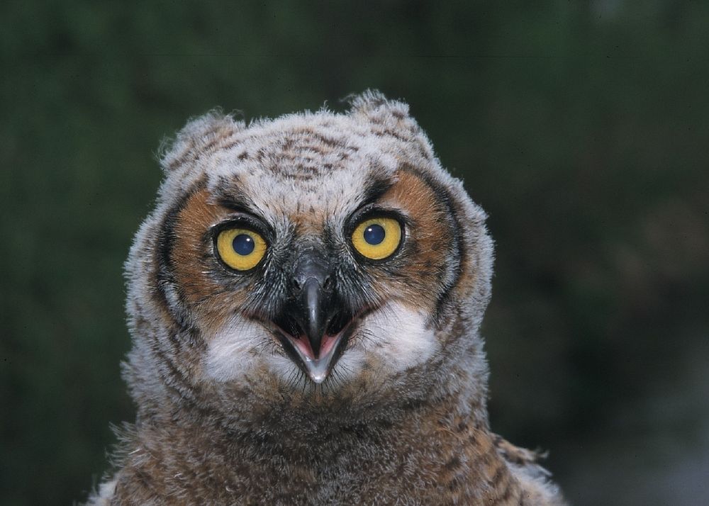 Great horned owl head closeup. Free public domain CC0 photo.