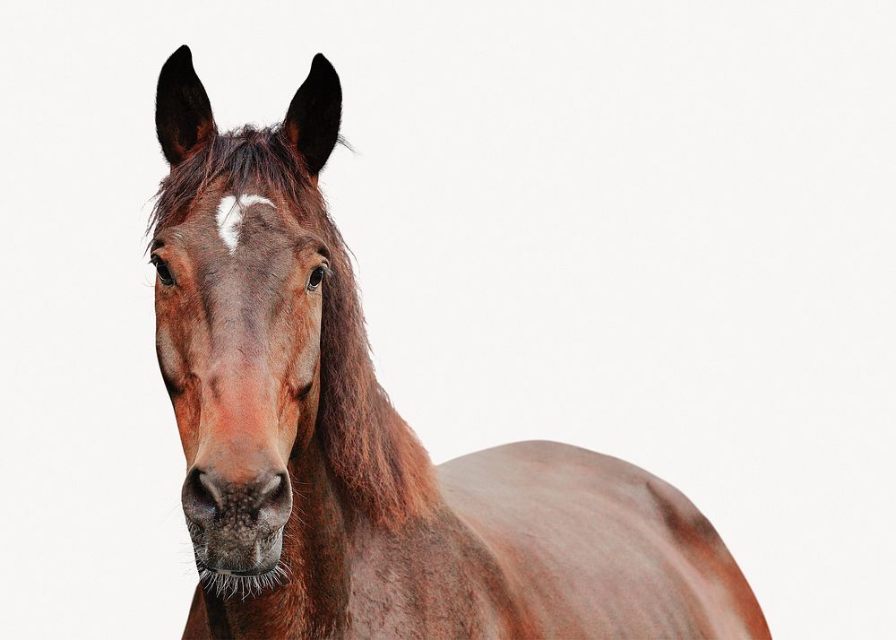 Horse isolated on white, animal design
