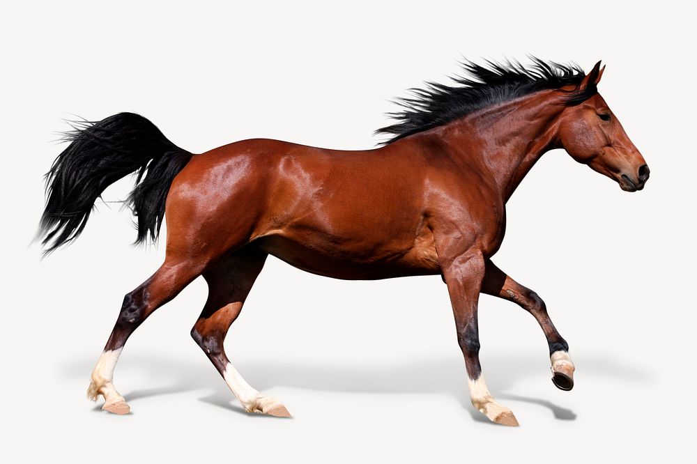 Running horse isolated on white, real animal design psd