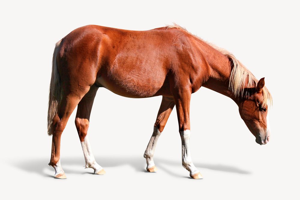 Horse isolated on white, real animal design psd