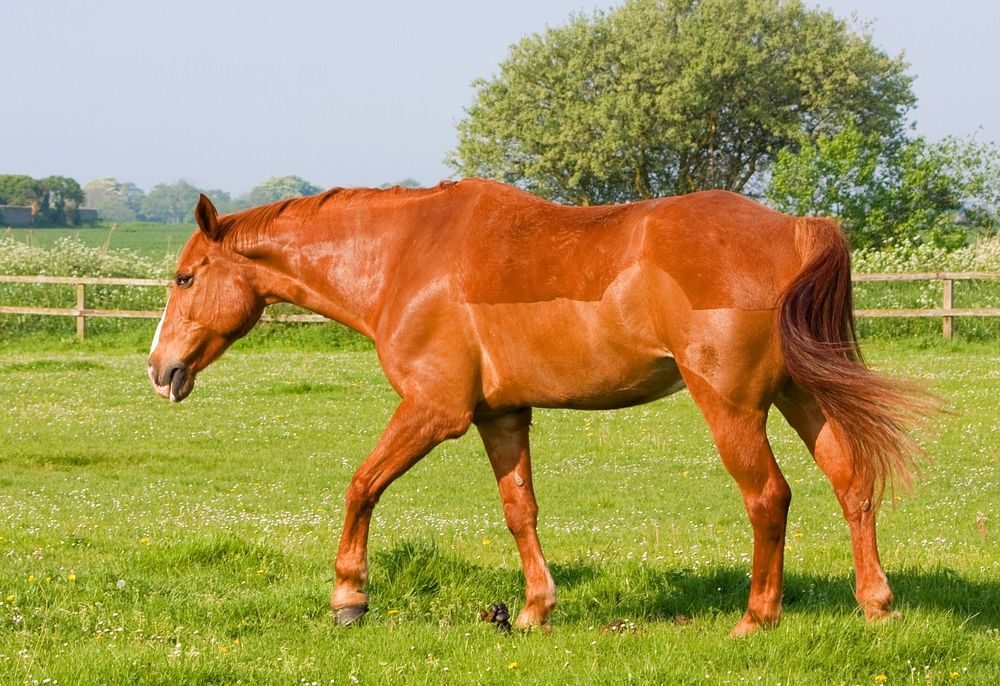 Chestnut horse in field. Free public domain CC0 photo.