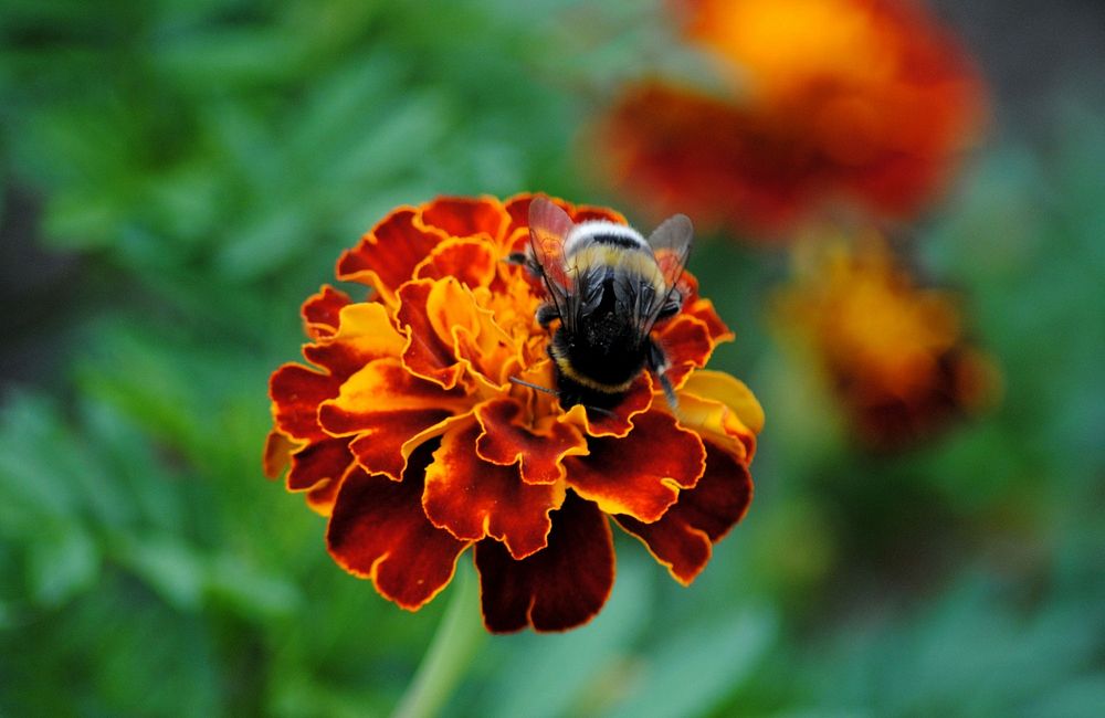 Bumblebee and red flower background. Free public domain CC0 photo.