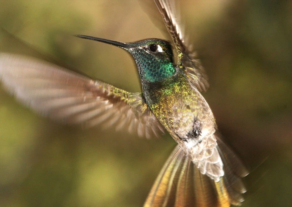 Hummingbird, bird photography. Free public domain CC0 image.