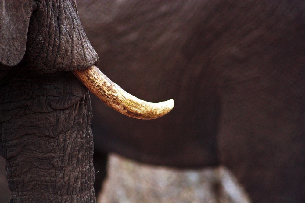 Old elephant, close up. Free public domain CC0 photo.