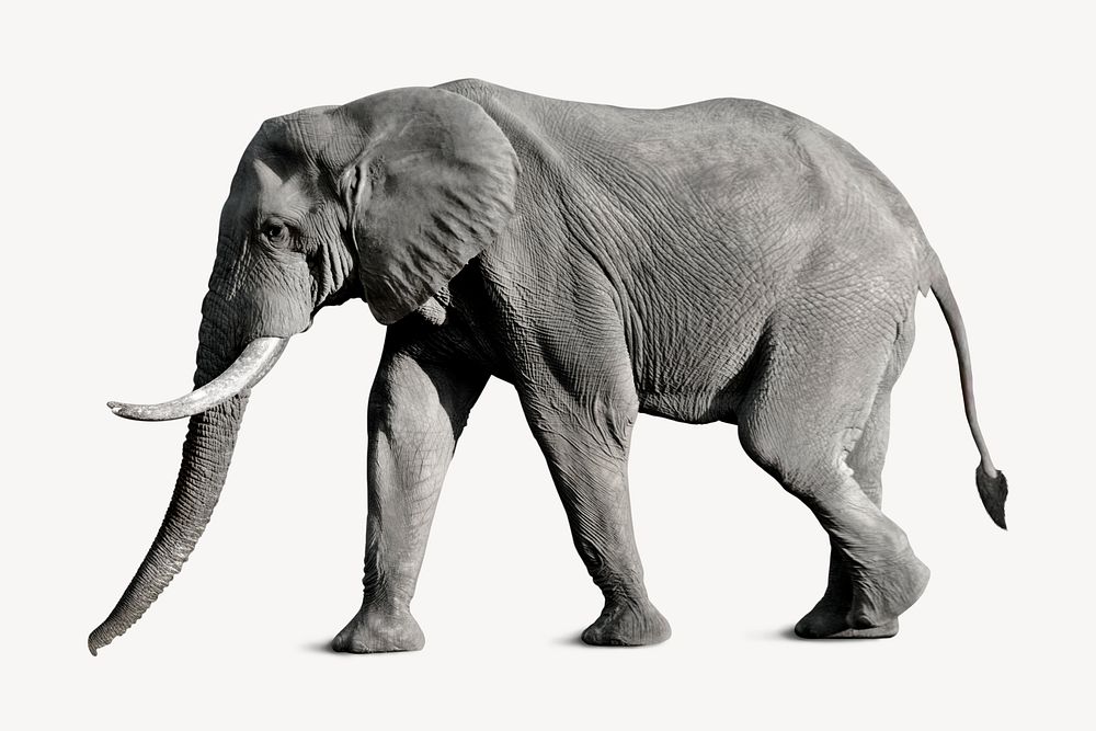 African elephant isolated on white, real animal design psd