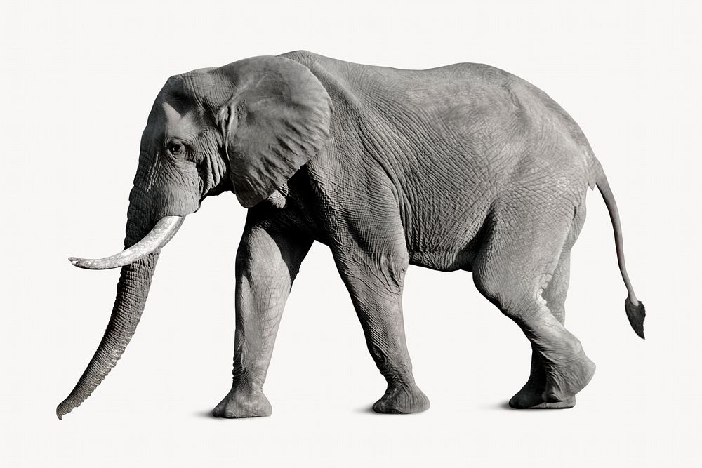Elephant  isolated on white, animal design