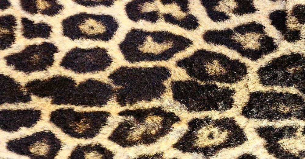 Leopard pattern, real skin background
