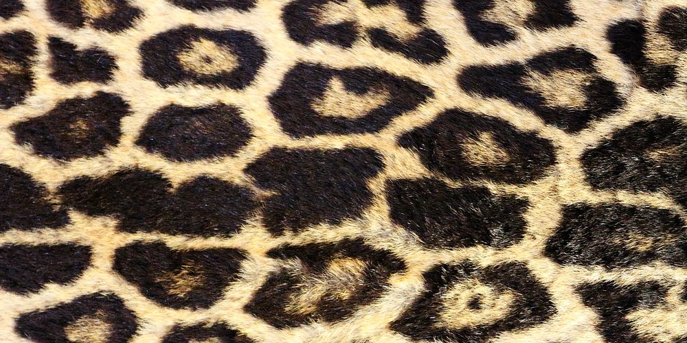 Leopard pattern background for Facebook cover and social media banner
