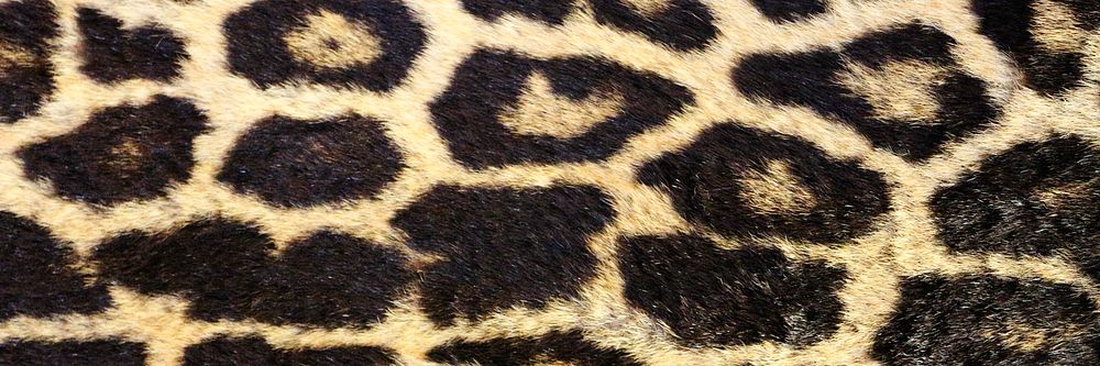 Leopard pattern background, twitter header design