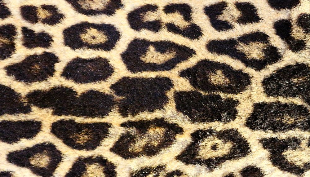 Leopard texture HD wallpaper, high resolution background