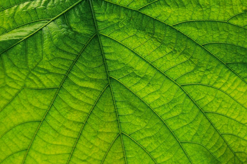 Green leaf close up background, nature design