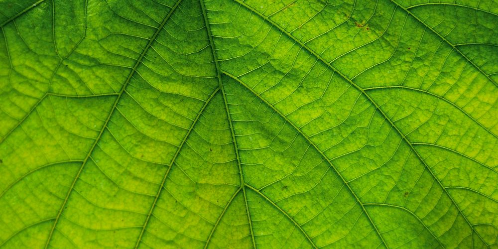 Green leaf  texture, Facebook cover design for social media