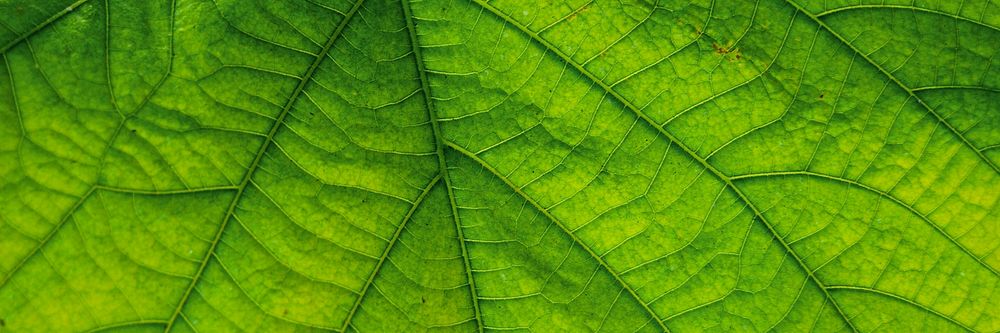 Green leaf  texture background, twitter header design