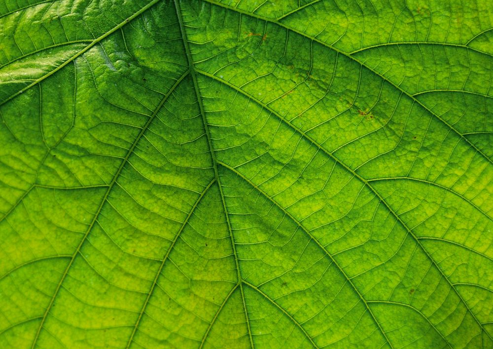 Green leaf macro, nature background design