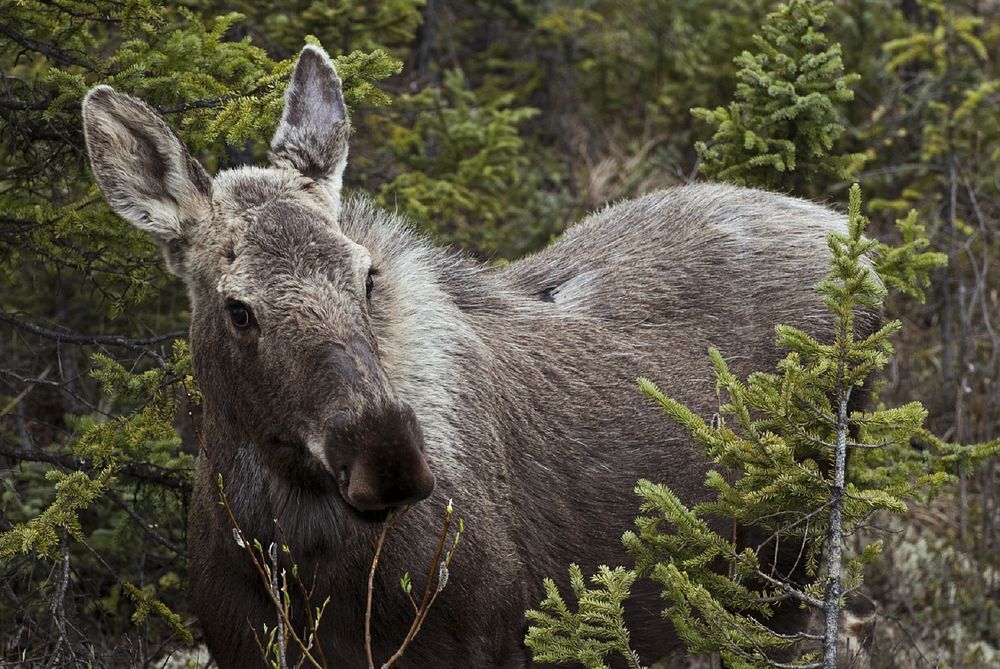 Moose photo. Free public domain CC0 image.