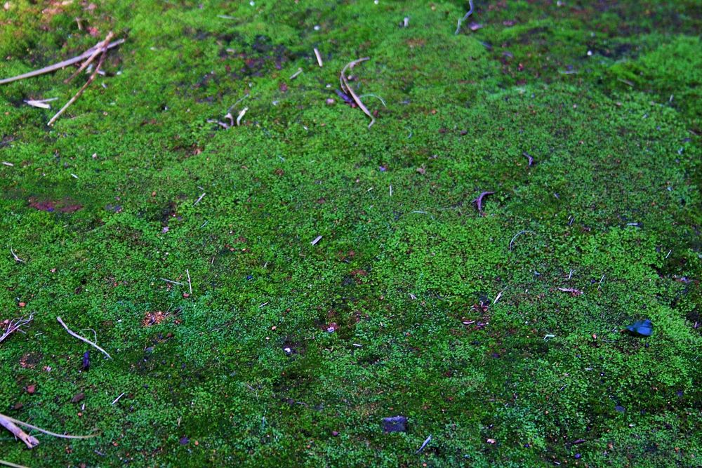 Moss floor. Free public domain CC0 photo.