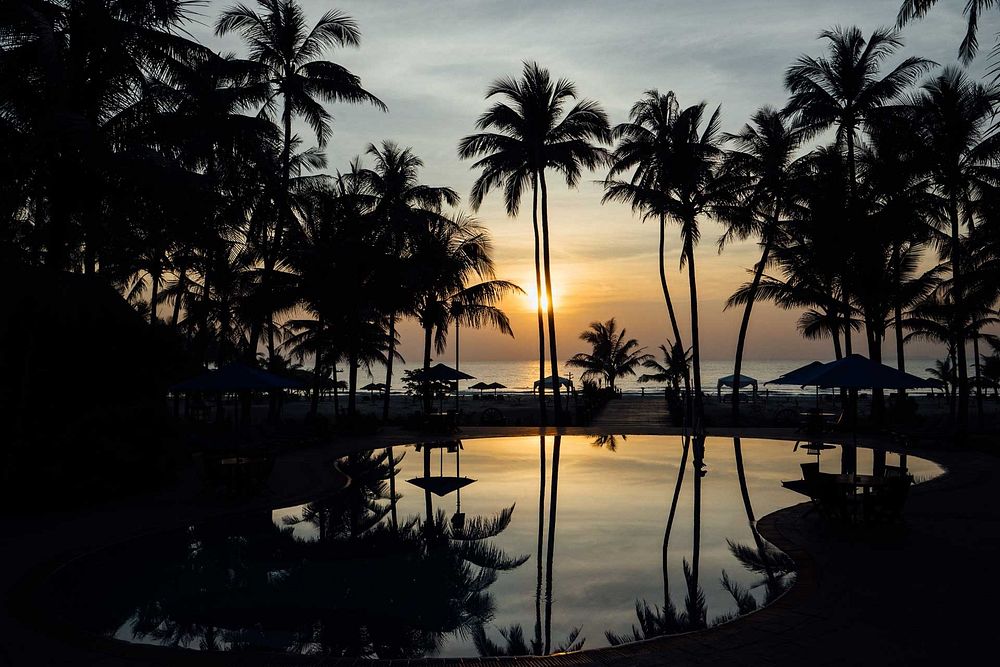 Palm trees and sunset. Free public domain CC0 photo.