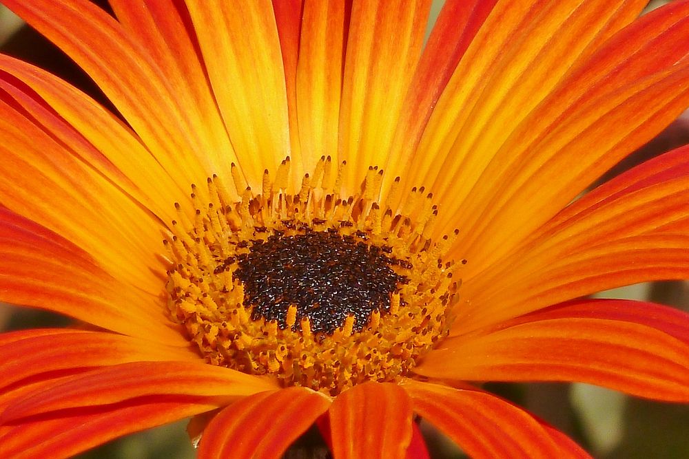 Orange flower background. Free public domain CC0 photo.