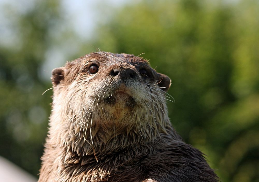 Otter. Free public domain CC0 image.