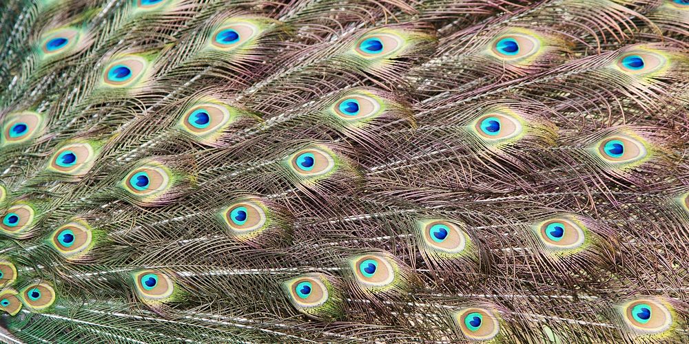 Peacock feather pattern, Facebook cover design for social media
