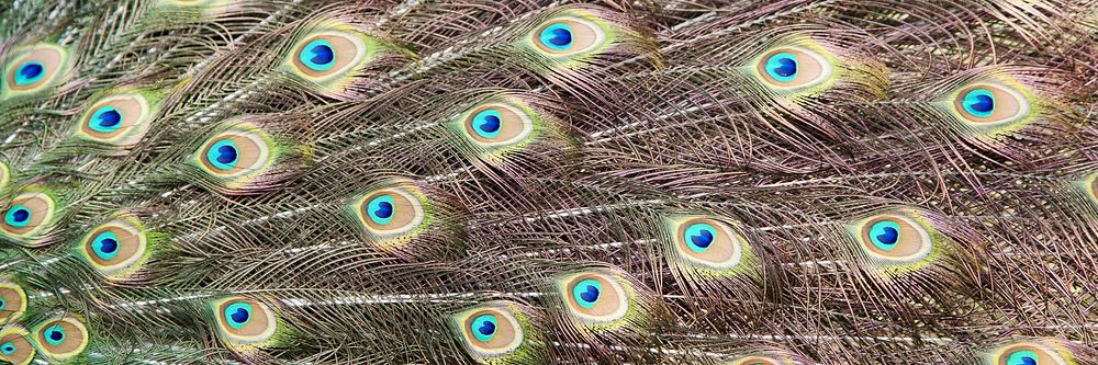Peacock feather pattern background, twitter header design