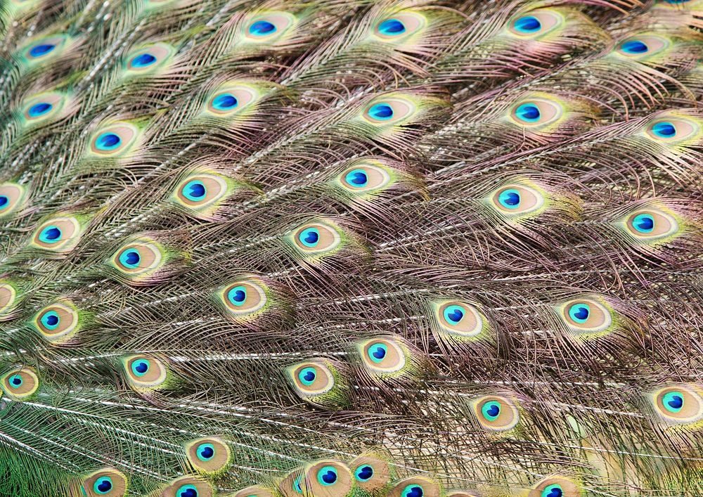 Peacock feather pattern, bird wings background
