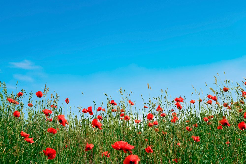 Red poppy field background with blue sky design psd