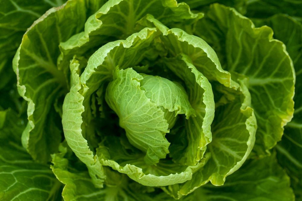 Cabbage, agricultural produce. Free public domain CC0 photo