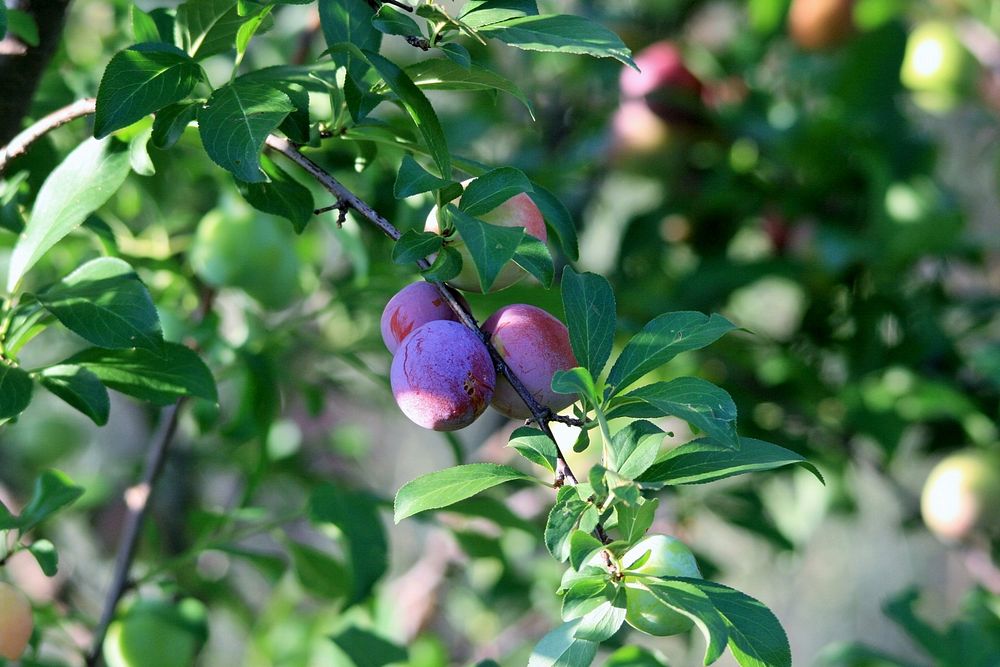 Plum fruit growing on tree. Free public domain CC0 image. 