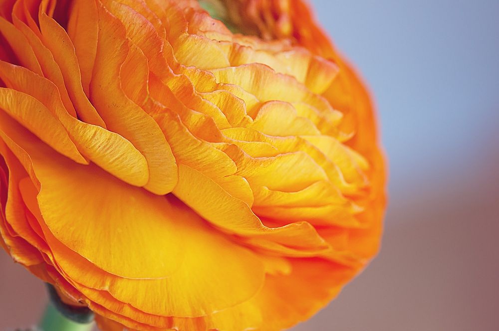 Orange ranunculus background. Free public domain CC0 photo.