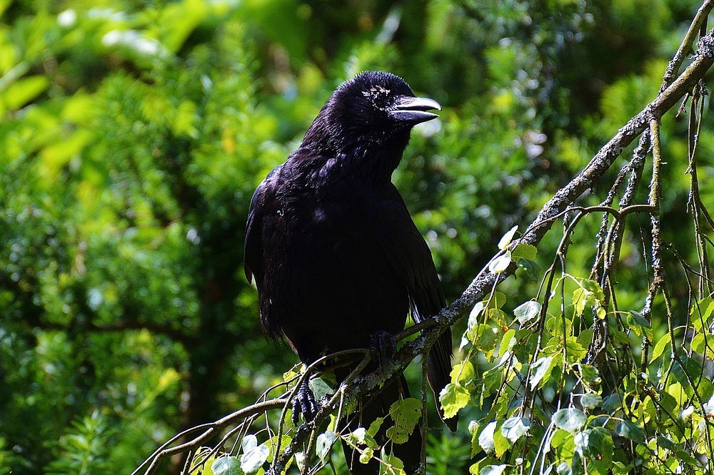 Raven bird, animal photo. Free public domain CC0 image.
