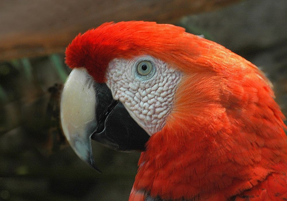 Cute Macaw bird, close up. Free public domain CC0 image.