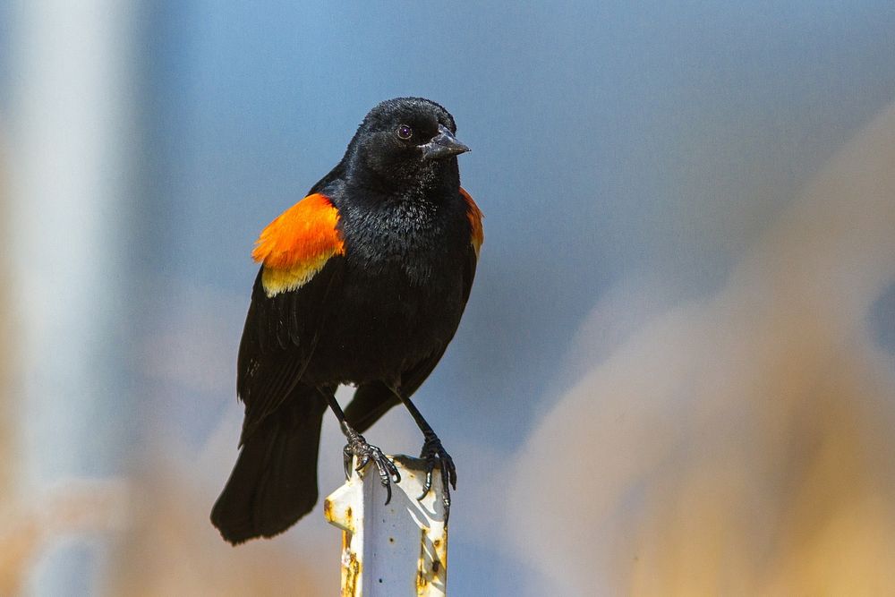 Red winged blackbird, bird photography. Free public domain CC0 image.