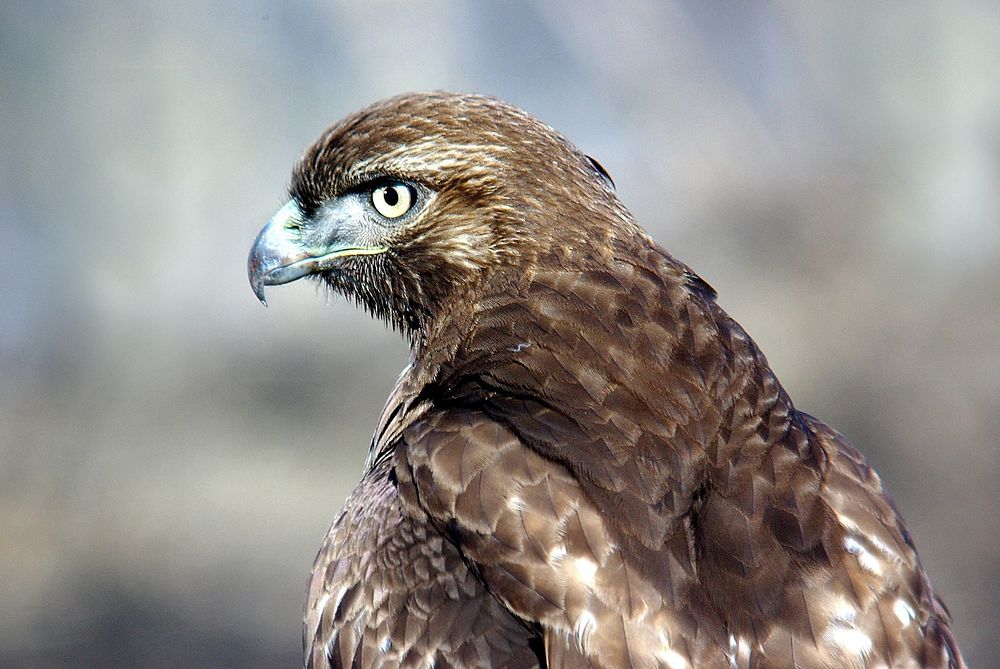 Hawk, bird photo. Free public domain CC0 image.