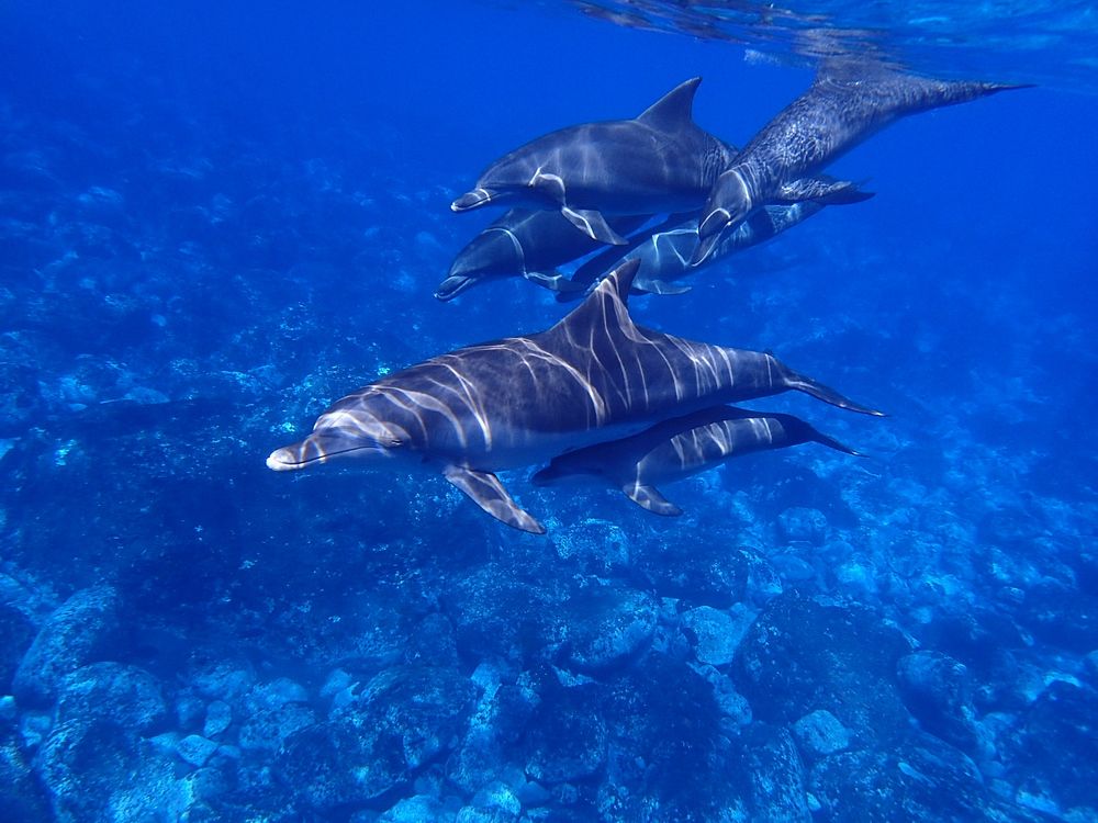 Group of dolphins swimming together. Free public domain CC0 photo.