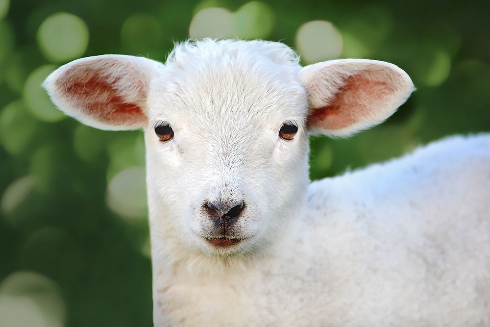 Baby sheep. Free public domain CC0 photo