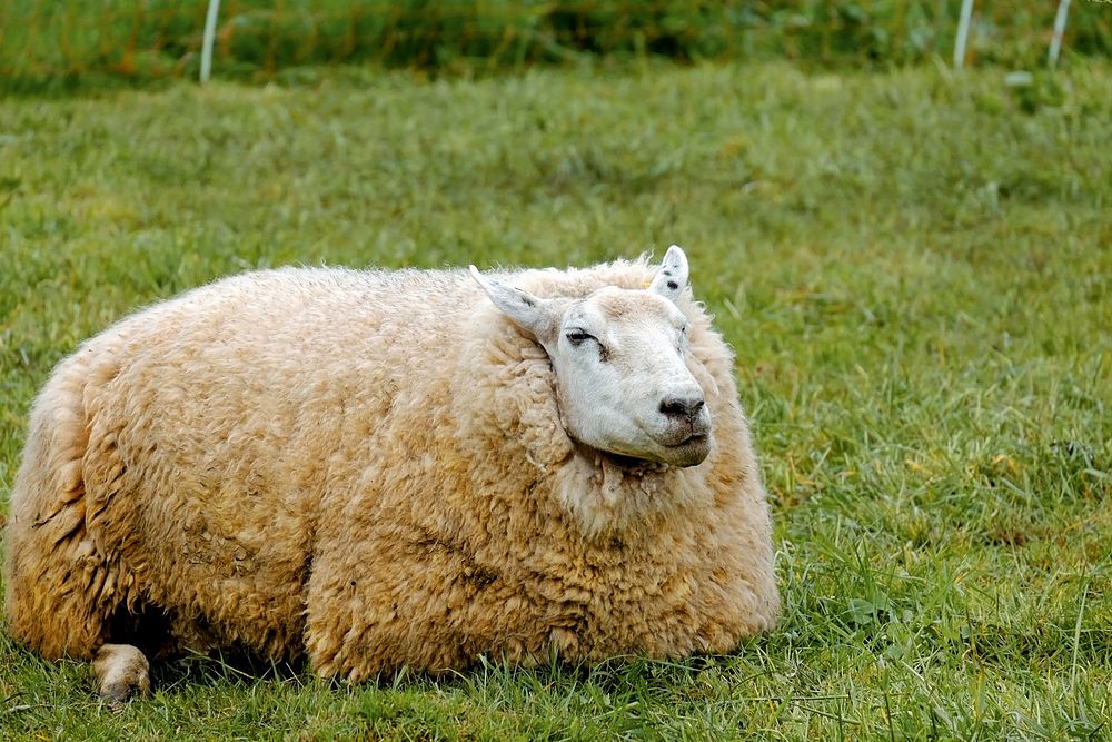 Sheep on grass field. Free public domain CC0 photo.