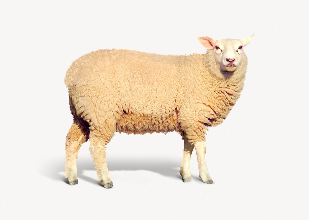 Sheep isolated on white, animal design